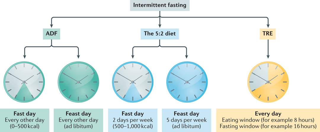 Intermittent Fasting vs Time‑Restricted Eating: What’s the Difference?