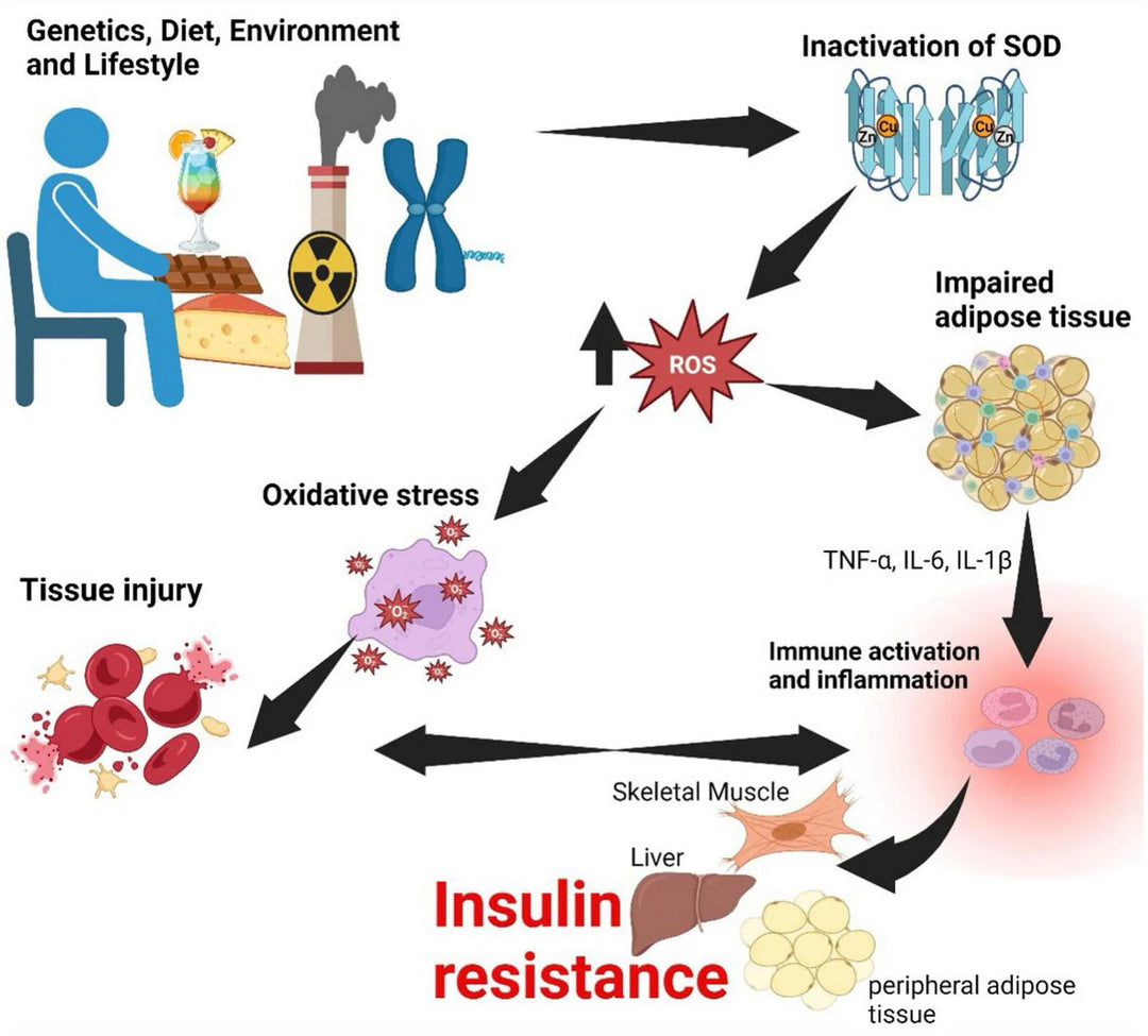 Metabolic Syndrome and Diabetes: How Inactivity Ties It All Together
