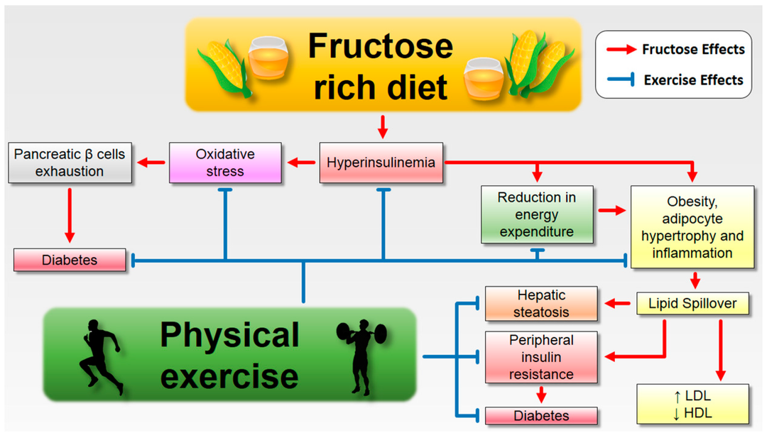 Is Fructose Worse Than Sugar? The Truth You Need to Know